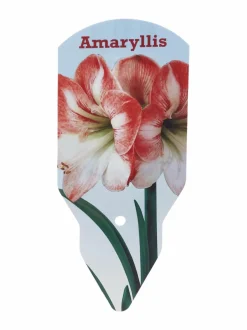 Kukkasipulit & Siemenet<No Brand Amaryllis 40/+ -kukkasipuli PINK-WHITE