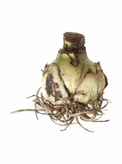 Kukkasipulit & Siemenet<No Brand Amaryllis 40/+ -kukkasipuli PINK-WHITE