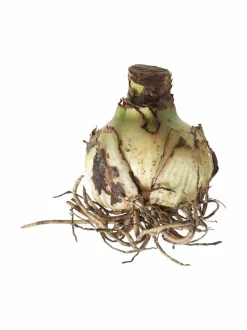 Kukkasipulit & Siemenet<No Brand Amaryllis 40+-kukkasipuli WHITE