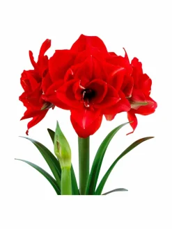 No Brand Cherry Nymph Amaryllis -kukkasipuli^ Kukkasipulit & Siemenet