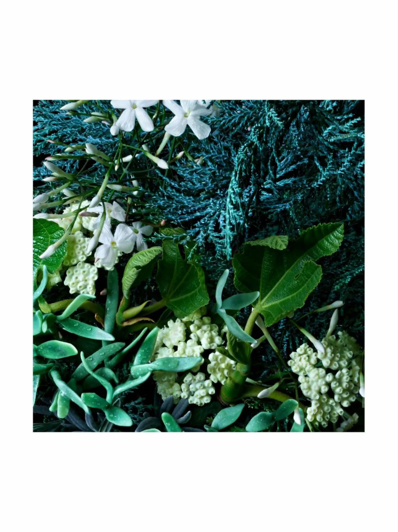 Molton Brown Coastal Cypress & Sea Fennel Bath & Shower Gel -suihkugeeli 300 ml^ Naiset