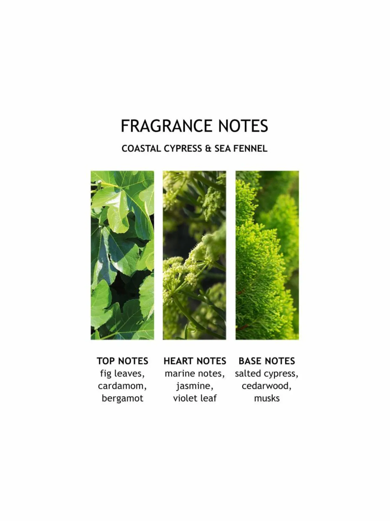 Naiset<Molton Brown Coastal Cypress Sea Fennel Hand Lotion -käsivoide 300 ml