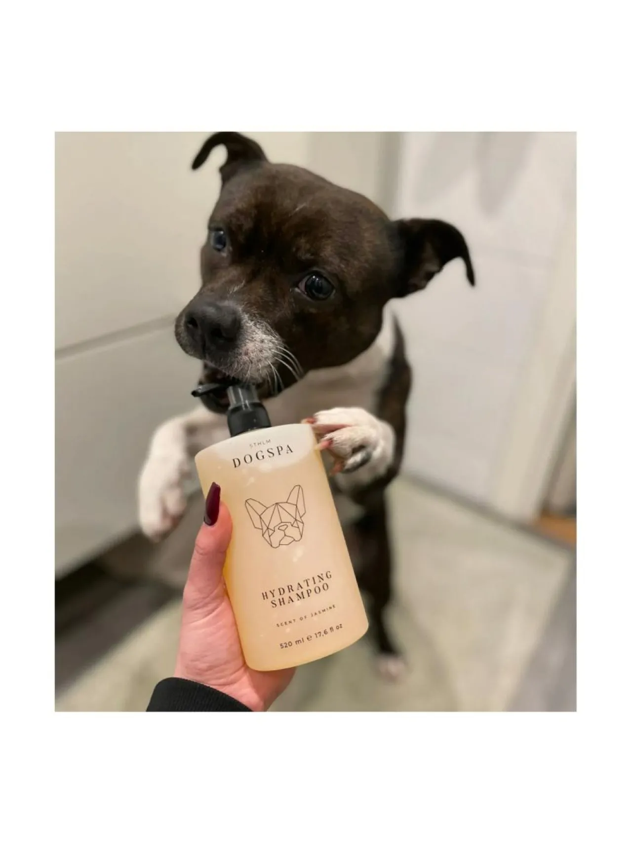 STHLM DOGSPA Kosteuttava shampoo jasmiini^ Hoitotuotteet Ja -Tarvikkeet