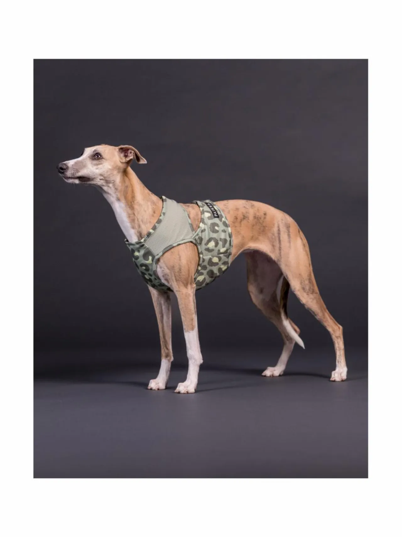PAIKKA Cool Vest Green Leo^ Koiran Vaatteet