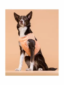 PAIKKA Cool Vest Peach^ Koiran Vaatteet