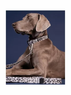 Kaulapannat Ja Talutushihnat<PAIKKA Glow Leash 2.0 WHITE