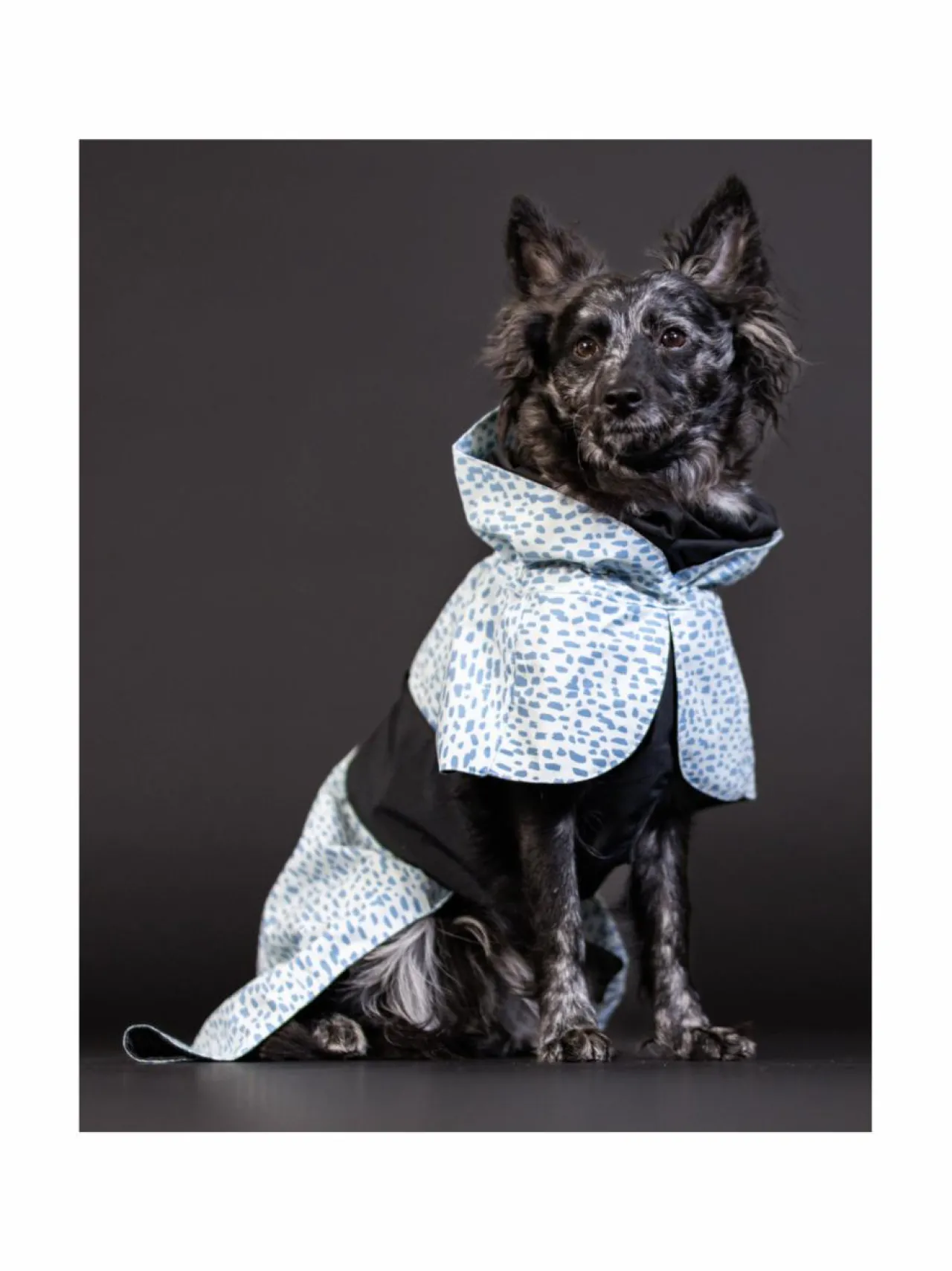PAIKKA Raincoat 2.0 Baby Blue^ Koiran Vaatteet