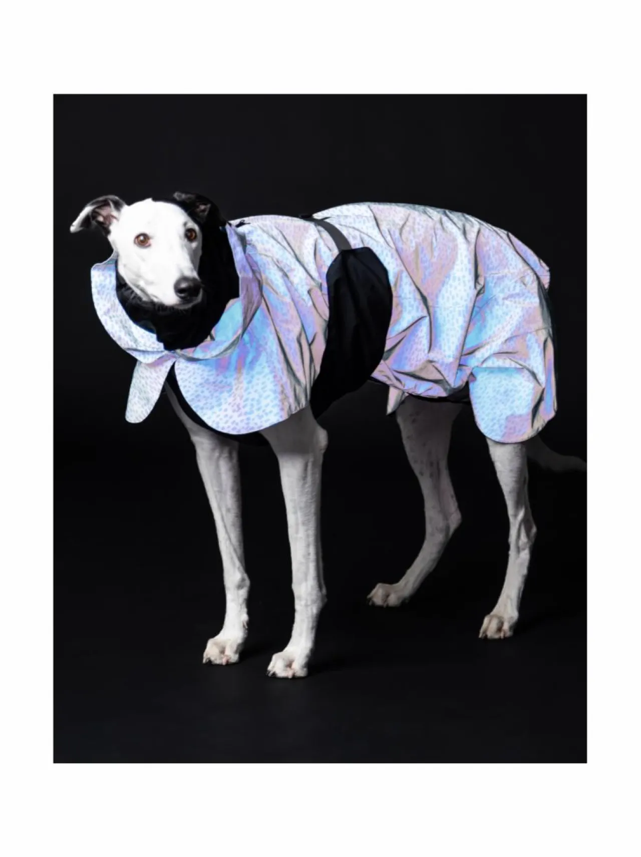 PAIKKA Raincoat 2.0 Baby Blue^ Koiran Vaatteet