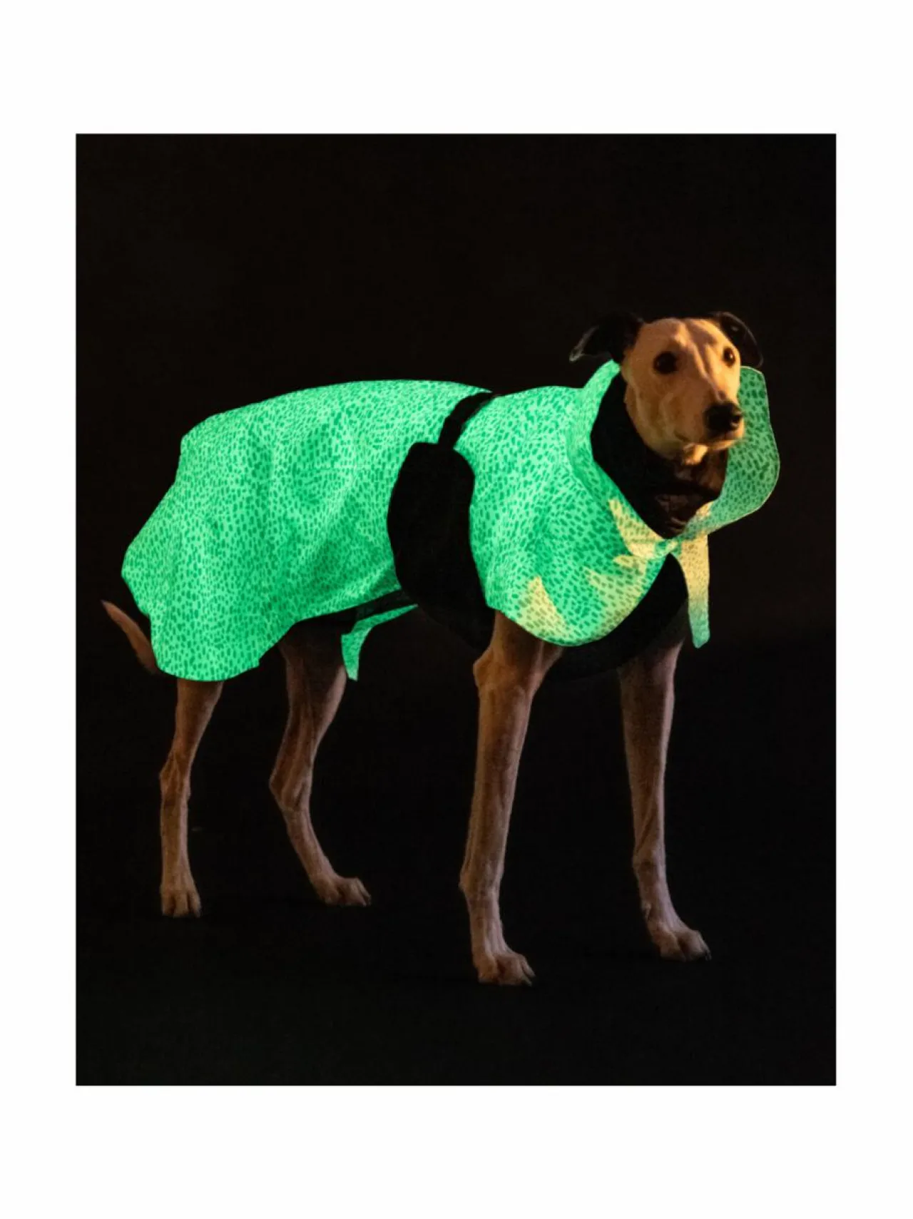 PAIKKA Raincoat 2.0 Baby Blue^ Koiran Vaatteet