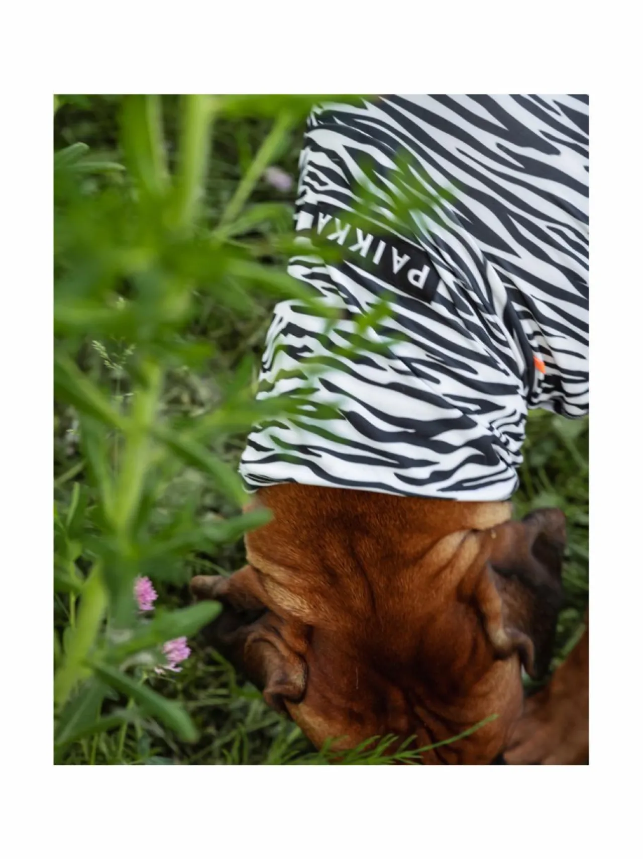 PAIKKA SS25 UV & Bug Shirt^ Koiran Vaatteet