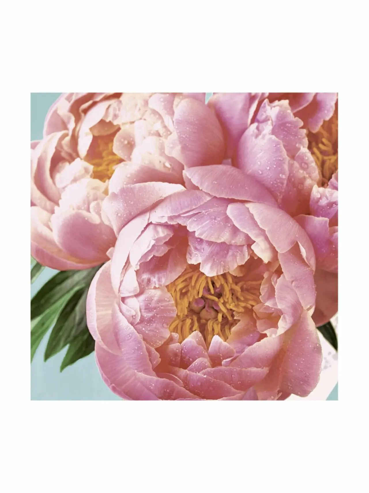 Paper+Design Peony -servetit 33 cm, 20 kpl^ Keittiö- & Kattaustekstiilit