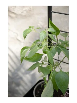 Eva Solo Outdoor Simply Grow tuki kasvilaatikoihin^ Ruukut & Istutusastiat