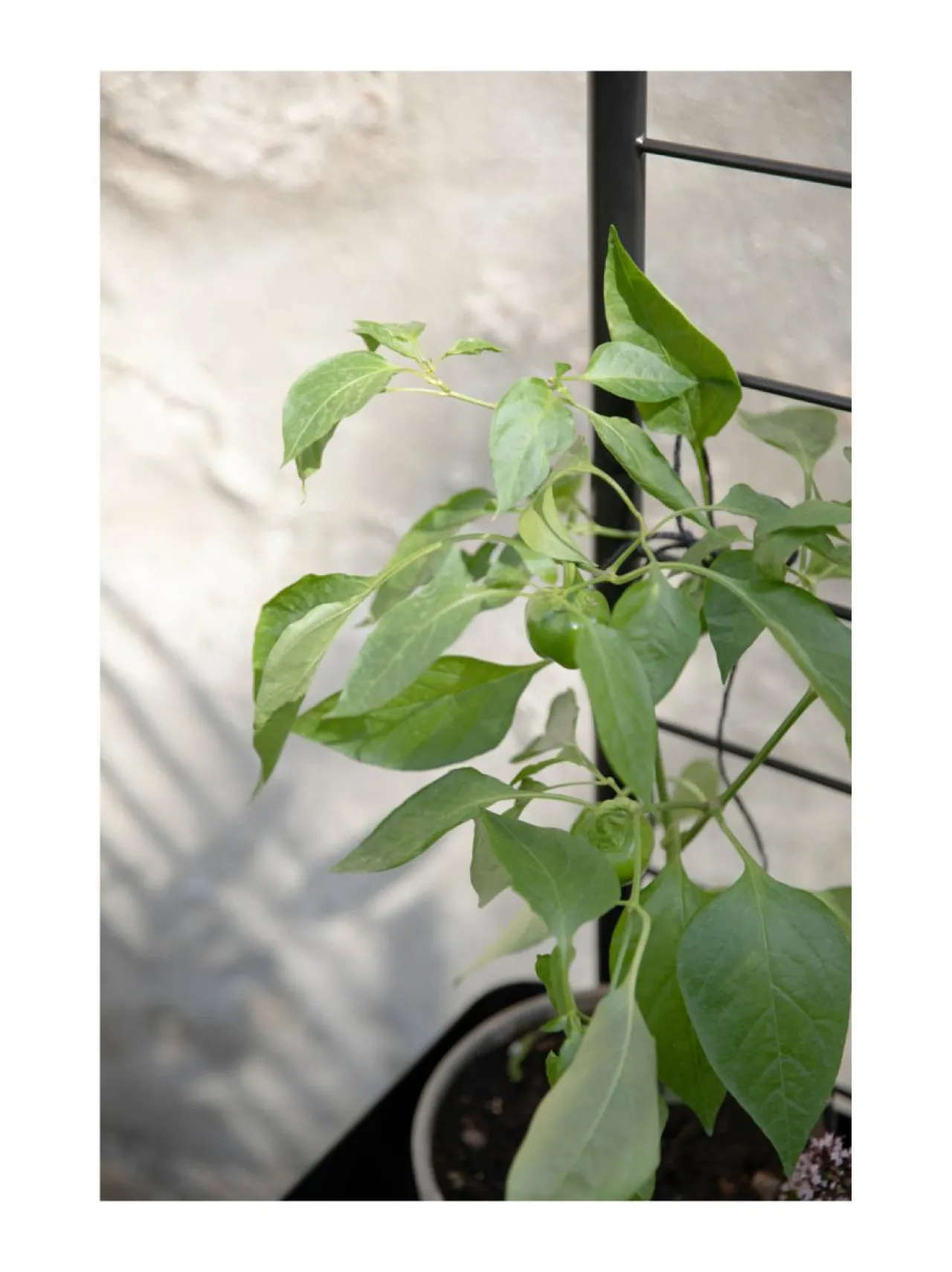 Eva Solo Outdoor Simply Grow tuki kasvilaatikoihin^ Ruukut & Istutusastiat