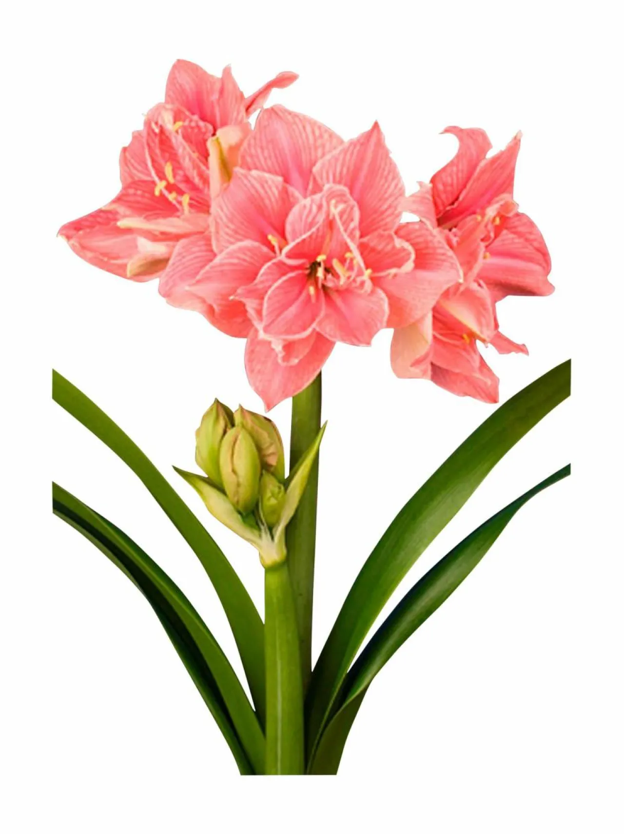 No Brand Sweet Nymph Amaryllis -kukkasipuli^ Kukkasipulit & Siemenet